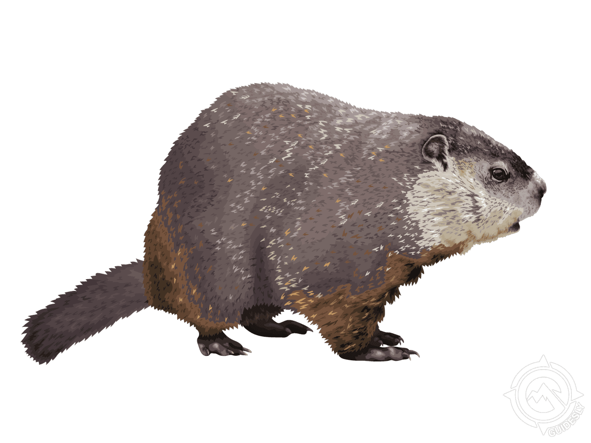 Groundhog