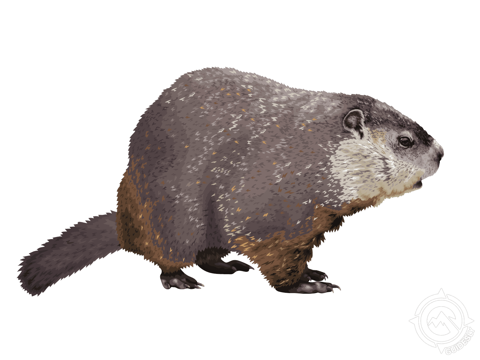 Groundhog
